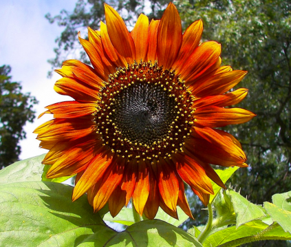 sunflower 6