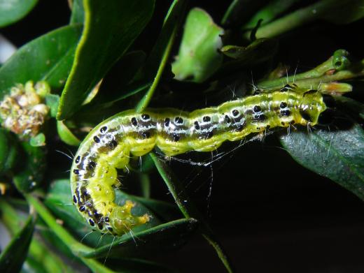 boxwood caterpillar
