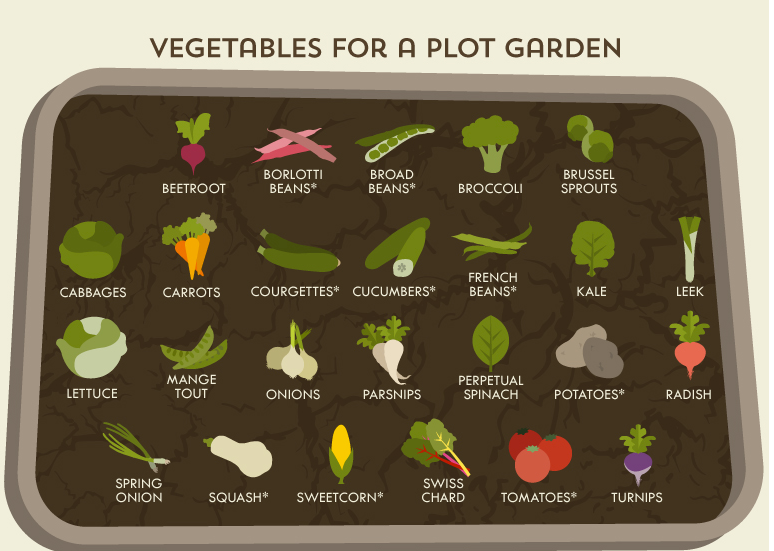 veg plot