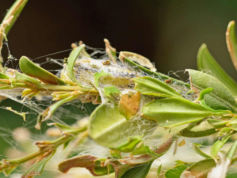 UK box tree caterpillar webbing