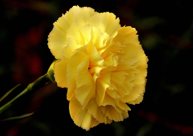 yellow carnation