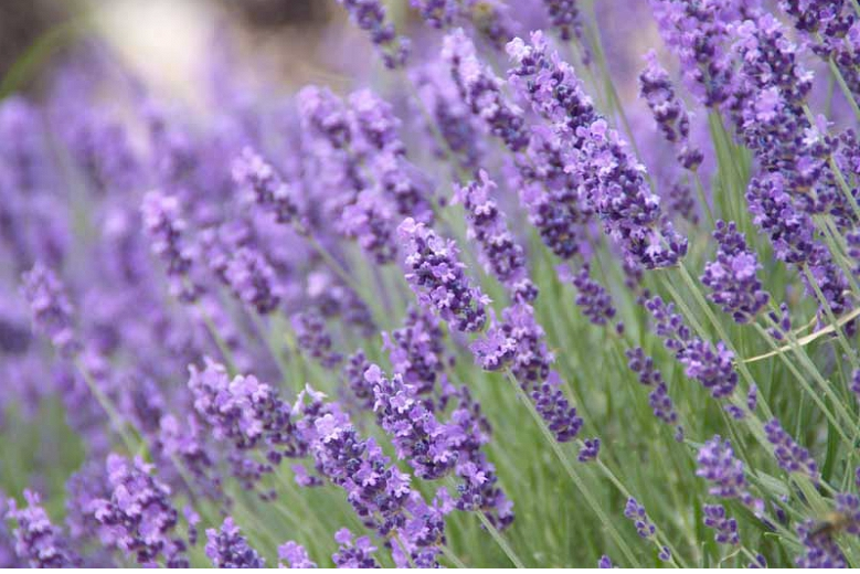 lavender pic