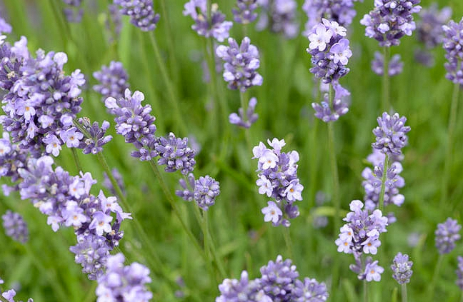 lavender munstead