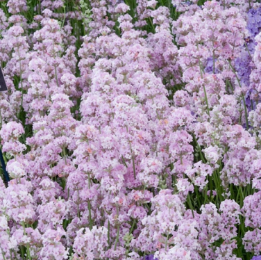 pink lavender