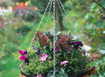 Winter Planters - how to keep your Winter garden colourful